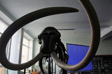 У мамонта з’явилося ім’я